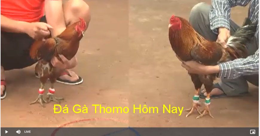 Những ưu điểm vượt trội của đá gà hôm nay