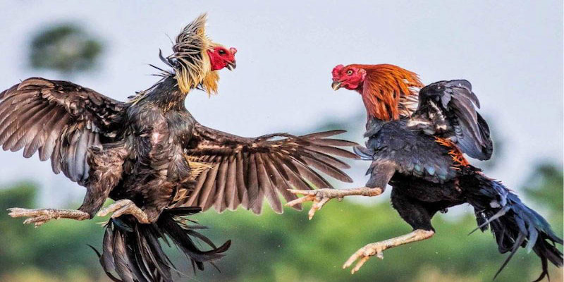 Đôi nét sơ lược về đá gà hôm nay tại Rikvip