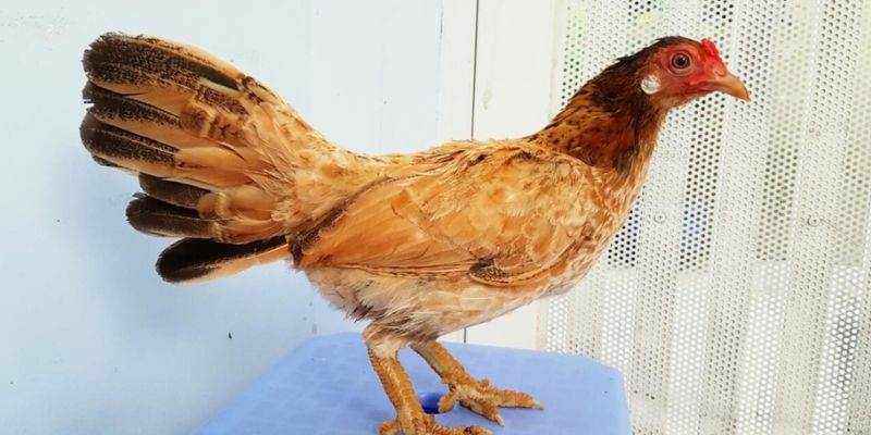Lý do khiến gà mái vảy rồng được tìm kiếm rộng rãi 