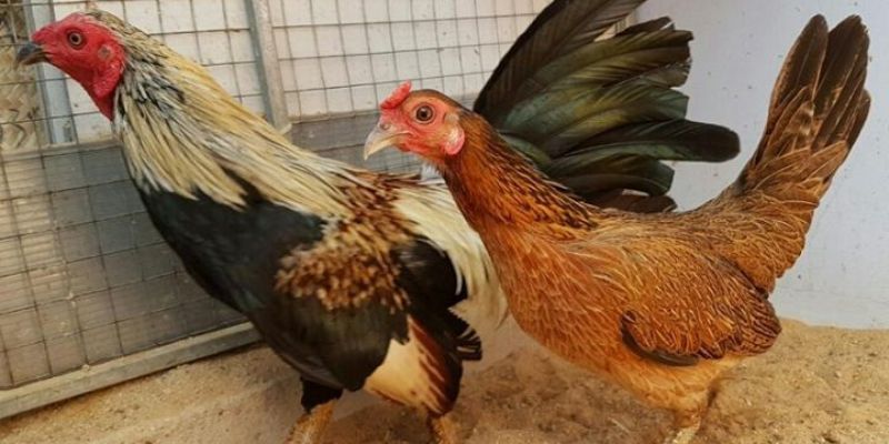 Gà mái vảy rồng là gì?